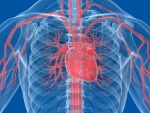 skeleton showing the heart
