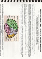 ADD Centre Brodmann Area Booklet
